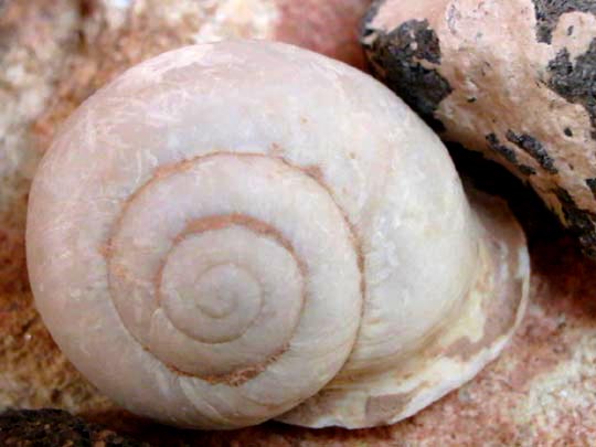 Schnecken, Gastropoda