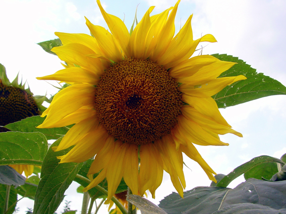 Sommer 2007, Sonnenblume