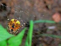 Webspinnen, Araneae