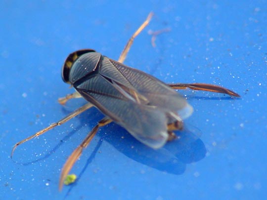 Ruderwanze, Corixidae