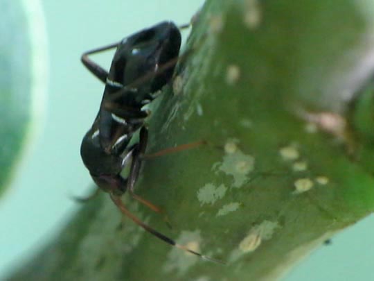 Pilophorus cinnamopterus