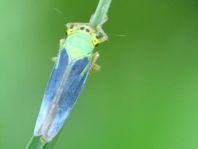 Binsenschmuckzikade, Grüne Zwergzikade, Cicadella viridis