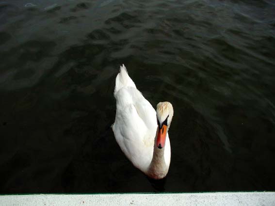 Vorsicht vor den Schw&auml;nen