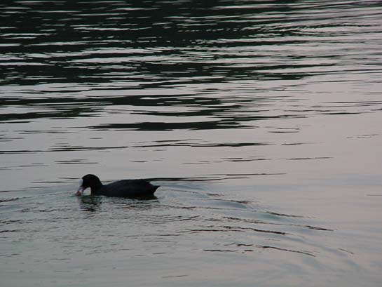 Futter ist immer willkommen