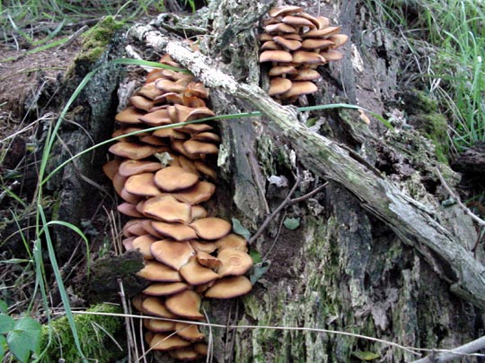 Pilze im Wald, Baumpilze