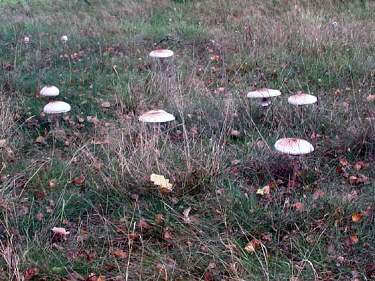 Pilze im Wald, Schirmpilzwiese