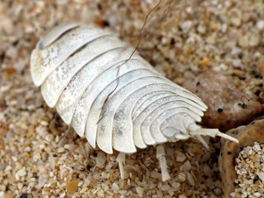 Assel, Isopoda