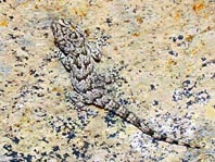 Kanarischer Mauergecko, Tarentola angustimentalis