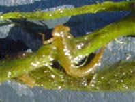 Teichmolch, Triturus vulgaris