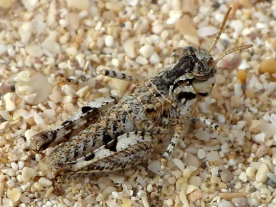 Acrotylus