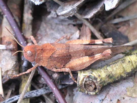 Oedipoda caerulescens, Blauflügelige Ödlandschrecke