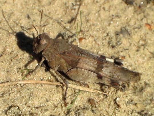 Oedipoda caerulescens, Blauflügelige Ödlandschrecke