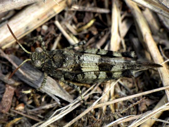 Oedipoda caerulescens, Blauflügelige Ödlandschrecke