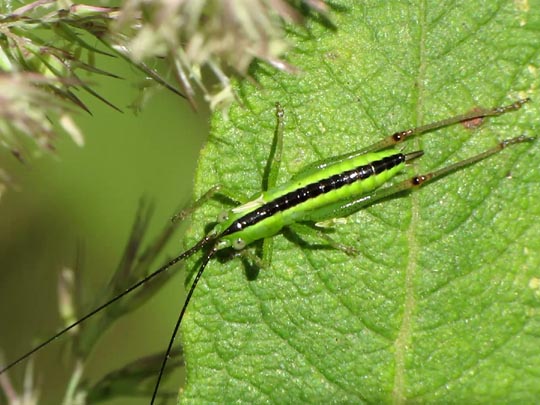 Conocephalus, Schwertschrecke