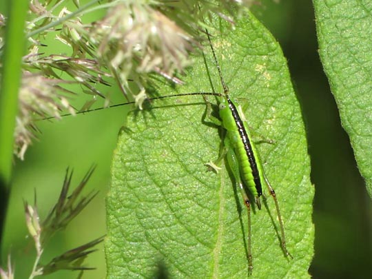 Conocephalus, Schwertschrecke