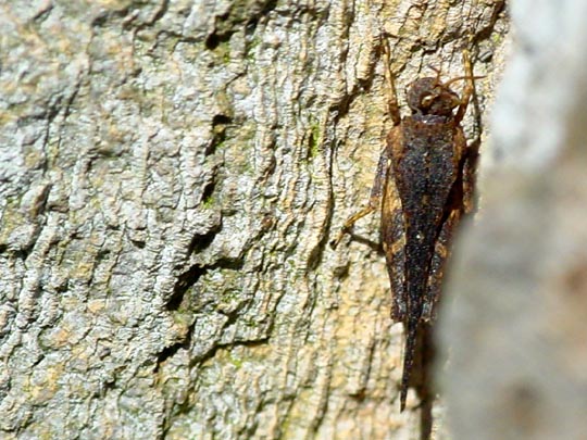 Säbel-Dornschrecke, Tetrix subulata