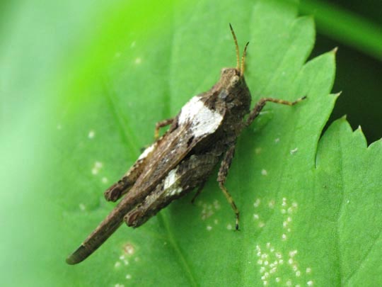 Säbel-Dornschrecke, Tetrix subulata