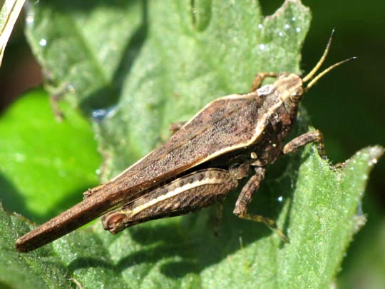 Säbel-Dornschrecke, Tetrix subulata