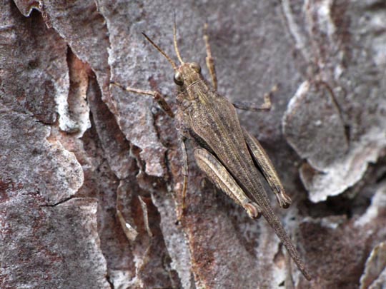 Säbel-Dornschrecke, Tetrix subulata