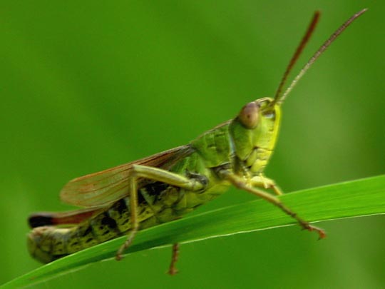 Gemeiner Grashüpfer, Chorthippus parallelus