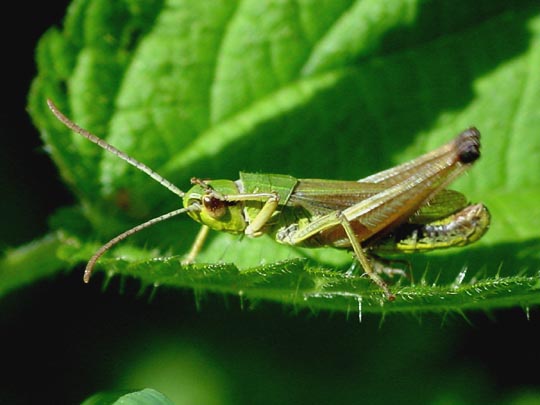 Gemeiner Grashüpfer, Chorthippus parallelus