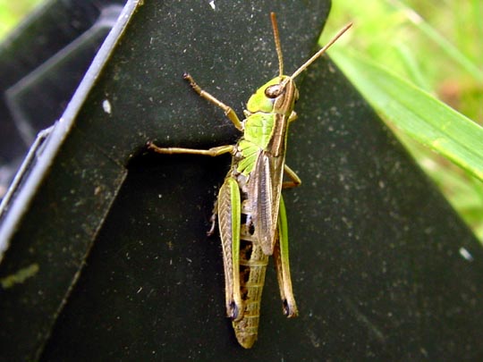 Gemeiner Grashüpfer, Chorthippus parallelus