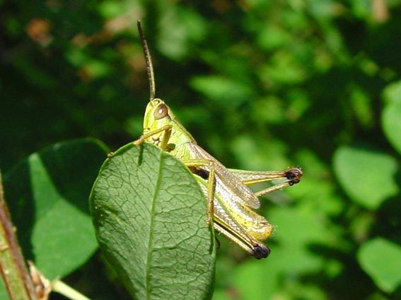 Gemeiner Grashüpfer, Chorthippus parallelus