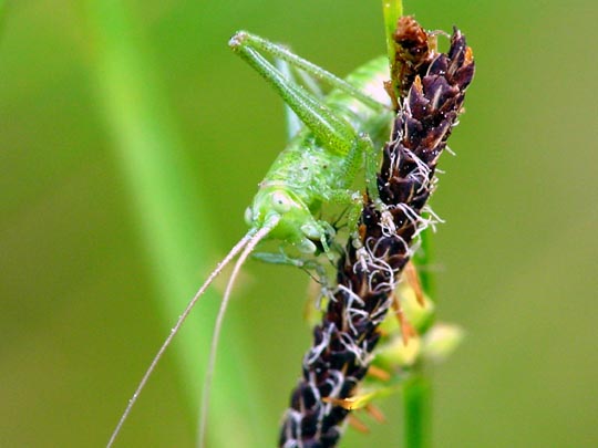 Tettigonia sp., Nymphe