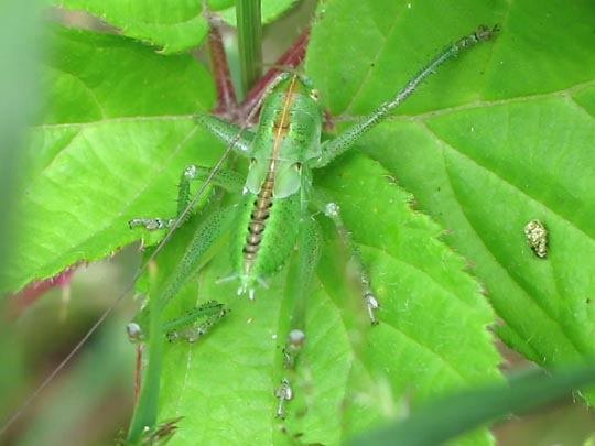 Tettigonia sp., Nymphe