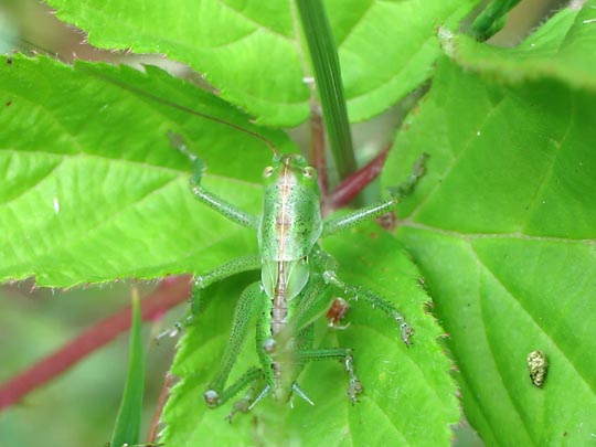 Tettigonia sp., Nymphe