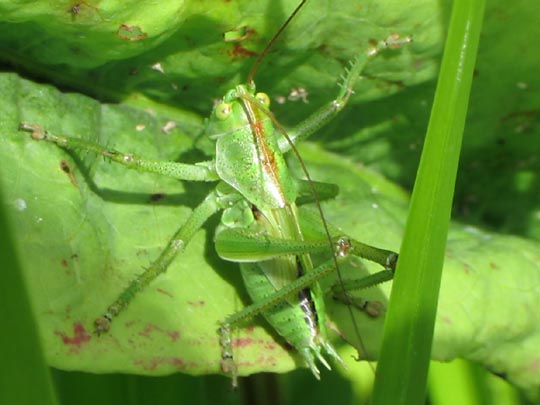 Tettigonia sp., Nymphe