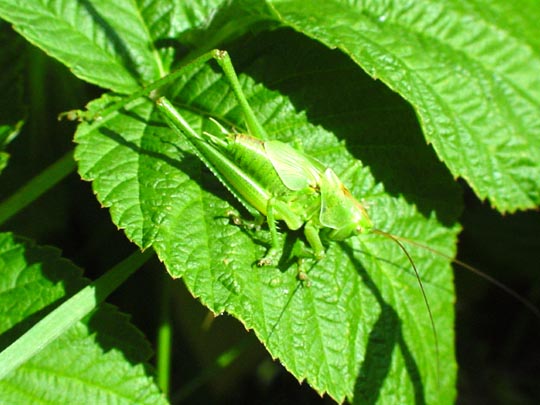 Tettigonia sp., Nymphe