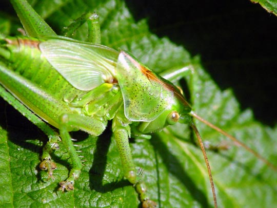 Tettigonia sp., Nymphe