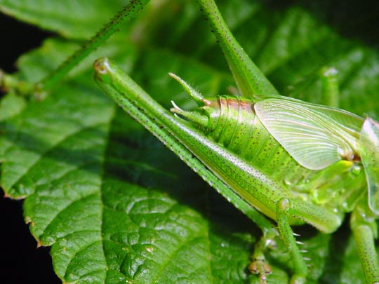 Tettigonia sp., Nymphe