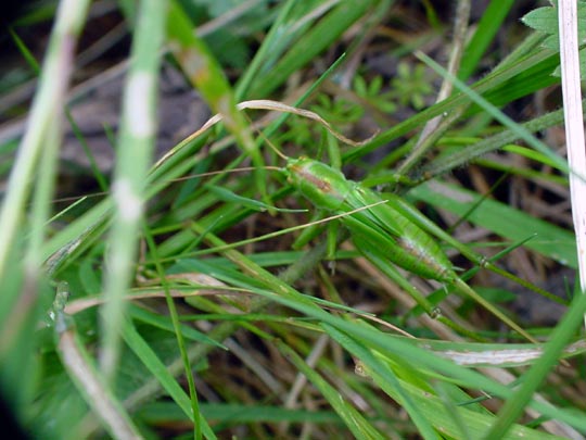 Tettigonia sp., Nymphe