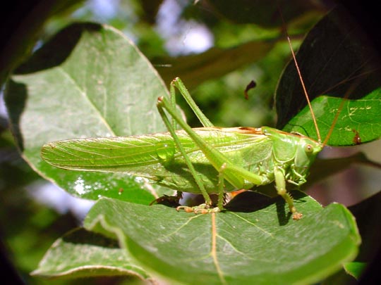 Grünes Heupferd, Tettigonia viridissima, Nymphe