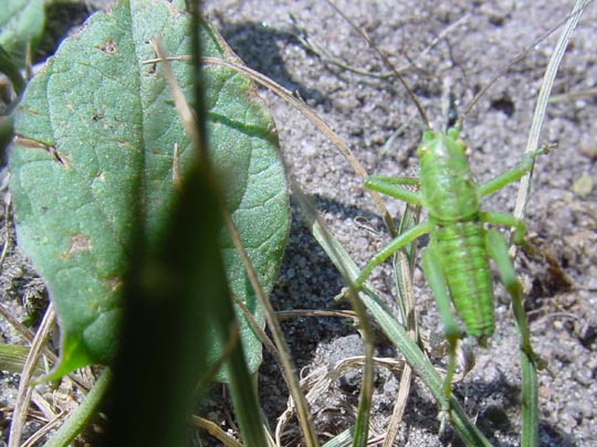 Tettigonia sp., Nymphe