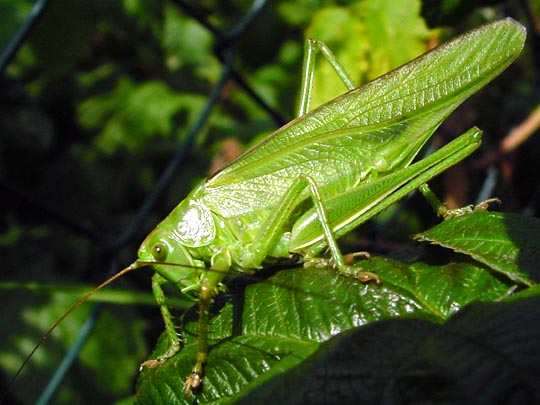 Grünes Heupferd, Tettigonia viridissima