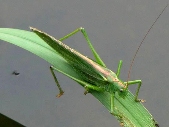 Grünes Heupferd, Tettigonia viridissima