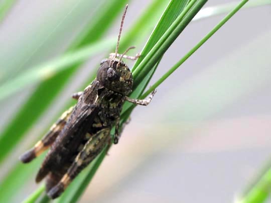 Gefleckte Keulenschrecke, Myrmeleotettix maculatus