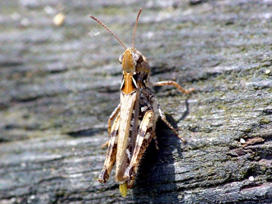 Gefleckte Keulenschrecke, Myrmeleotettix maculatus