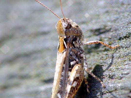 Gefleckte Keulenschrecke, Myrmeleotettix maculatus