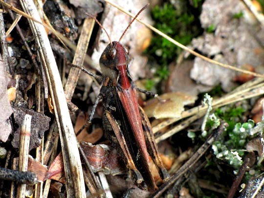 Gefleckte Keulenschrecke, Myrmeleotettix maculatus