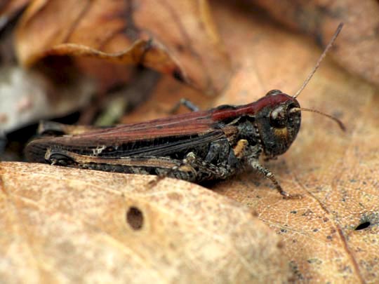 Gefleckte Keulenschrecke, Myrmeleotettix maculatus