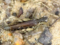 Gefleckte Keulenschrecke, Myrmeleotettix maculatus