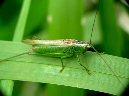 Conocephalus fuscus, Langflüglige Schwertschrecke