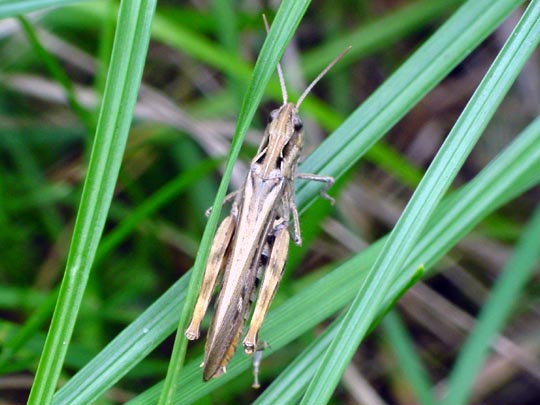 Chorthippus biguttulus Gruppe