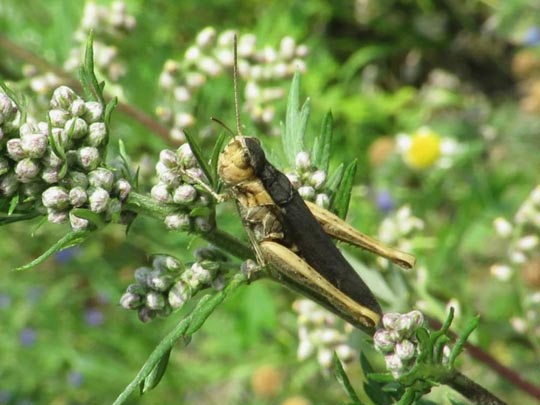 Chorthippus biguttulus Gruppe