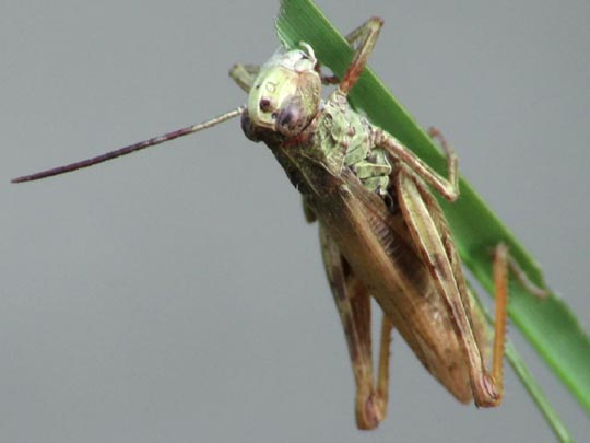 Chorthippus biguttulus Gruppe