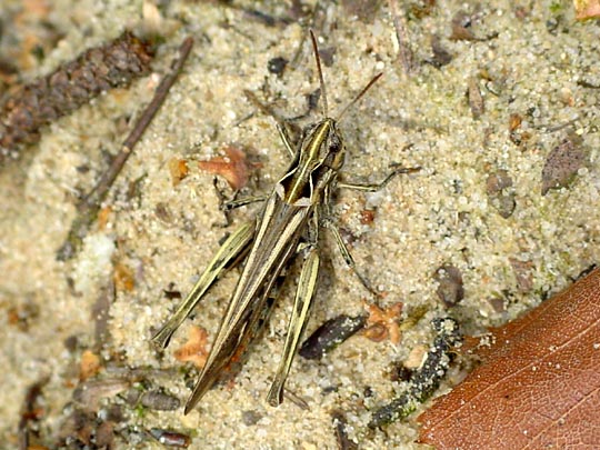 Chorthippus biguttulus Gruppe